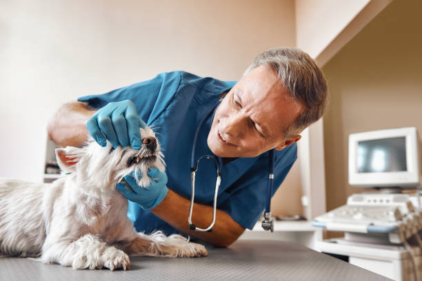 Best Emergency Tooth Extraction in Wolf Trap, VA